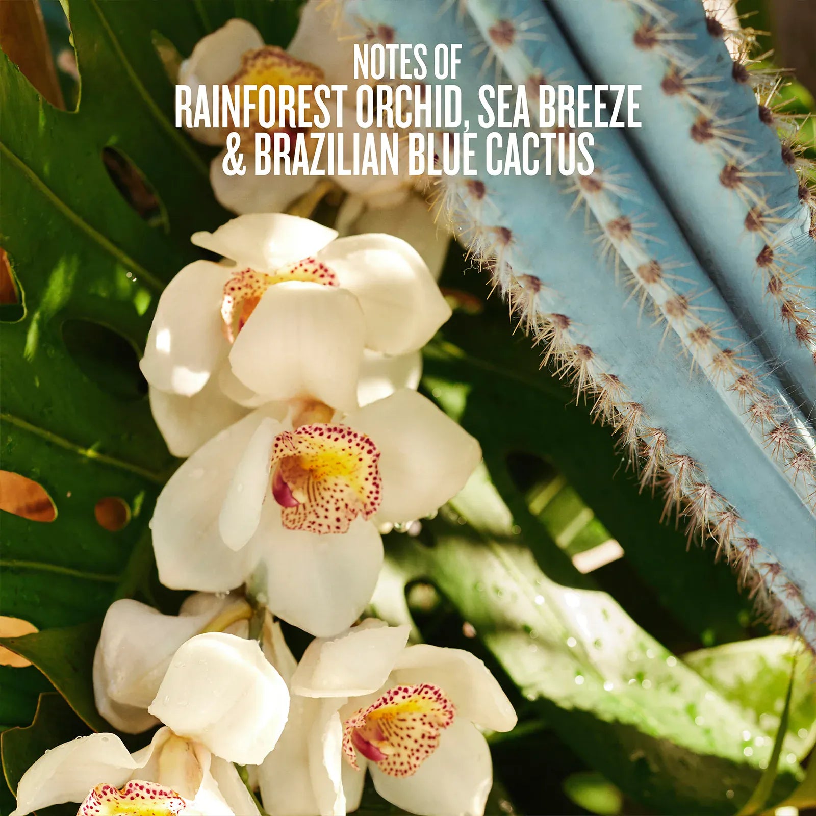 Refresco Para??so Perfume Mist | Limited Edition - Image 2